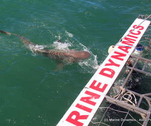 Next Marine Dynamics Shark Cage Diving Trip: Wednesday, 25 August 2021