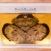 Kogie Brain Sample - The Whale Unit - Xplorio™ Hermanus