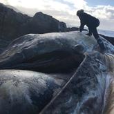 Strandings - The Whale Unit - Xplorio™ Hermanus