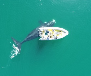 Stranded Marine Animals In The Overberg