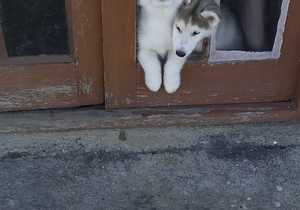 Pet Grooming In Gansbaai - Latest News From Claws & Paws