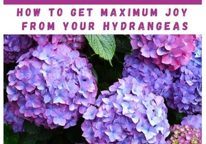 1 September 2021: 2.5 Hour Pruning Workshop