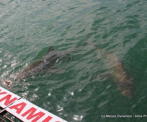 Daily Blog: 29 August 2021 | Shark Cage Diving in South Africa