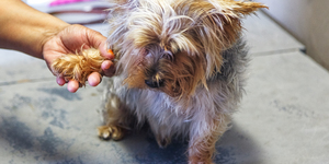 animal_pet_care_pet_parlourclaws_and_paws_12_LowRez_1614757140_1630474255