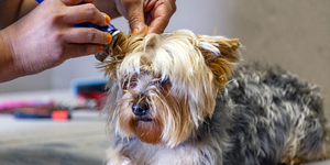 animal_pet_care_pet_parlourclaws_and_paws_16_LowRez_1614757410_1630474254