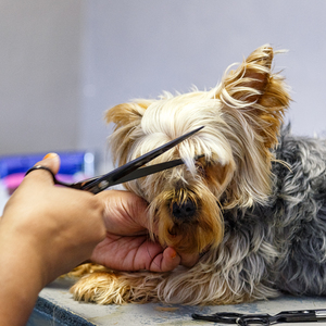 animal_pet_care_pet_parlourclaws_and_paws_17_LowRez_1614756616_1630474254