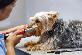 Pet Grooming Services
