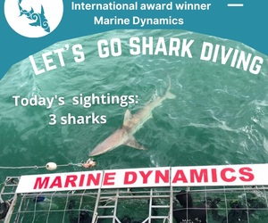 Next Marine Dynamics Shark Cage Diving Trip: Thursday, 2 September 2021