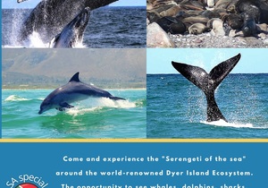 Next Dyer Island Marine Big 5 Tour: Thursday, 2 September 2021