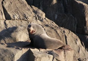 Outrage Over Marine Animal Shooting - Gansbaai Daily News