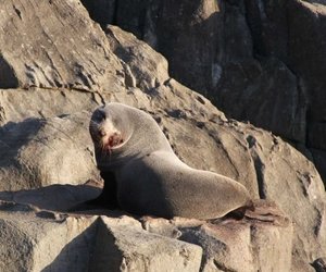 Outrage Over Marine Animal Shooting - Gansbaai Daily News