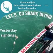 Next Marine Dynamics Shark Cage Diving Trip: 4 September 2021