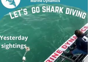 Next Marine Dynamics Shark Cage Diving Trip: 4 September 2021