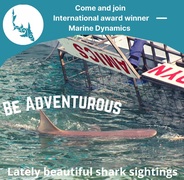 Next Marine Dynamics Shark Cage Diving Trip: 7 September 2021