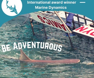 Next Marine Dynamics Shark Cage Diving Trip: 7 September 2021