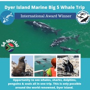 Next Dyer Island Marine Big 5 Tour: 6 September 2021