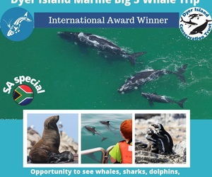 Next Dyer Island Marine Big 5 Tour: 6 September 2021