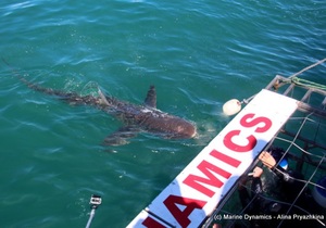 Daily Blog: 06 September 2021 | Shark Cage Diving in South Africa