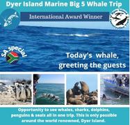 Next Dyer Island Marine Big 5 Tour: 7 September 2021