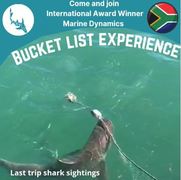 Next Marine Dynamics Shark Cage Diving Trip: 11 September 2021
