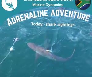 Next Marine Dynamics Shark Cage Diving Trip: 14 September 2021
