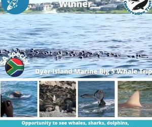 Next Dyer Island Marine Big 5 Tour: 14 September 2021