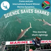 Next Marine Dynamics Shark Cage Diving Trip: 15 September 2021