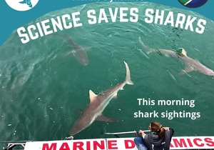 Next Marine Dynamics Shark Cage Diving Trip: 15 September 2021
