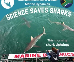 Next Marine Dynamics Shark Cage Diving Trip: 15 September 2021