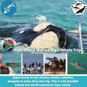 Next Dyer Island Marine Big 5 Tour: 15 September 2021