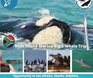 Next Dyer Island Marine Big 5 Tour: 15 September 2021
