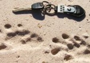  The Cape Clawless Otter