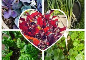 Our New Season's Herbs and Vegetables