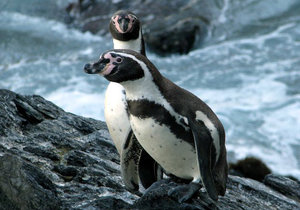 Penguin Event Cancelled - Gansbaai Daily News