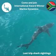 Next Marine Dynamics Shark Cage Diving Trip: 21 September 2021