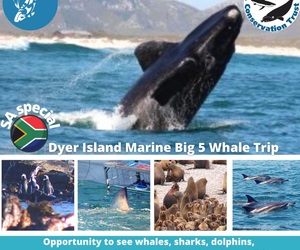 Next Dyer Island Marine Big 5 Tour: 21 September 2021