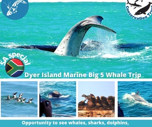 Next Dyer Island Marine Big 5 Tour: 22 September 2021