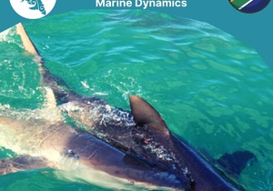 Next Marine Dynamics Shark Cage Diving Trip: 22 September 2021