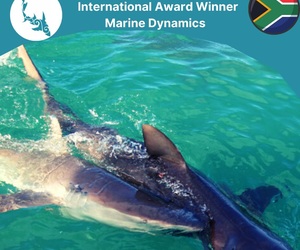 Next Marine Dynamics Shark Cage Diving Trip: 22 September 2021