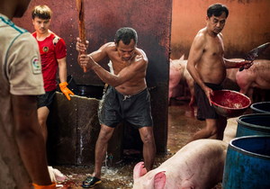 This Little Piggy Went to Market