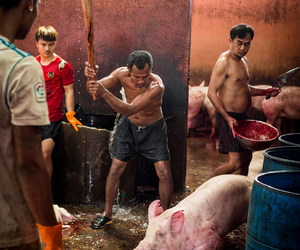 This Little Piggy Went to Market