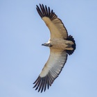 Vulture Viewing at De Hoop - De Hoop Collection - Xplorio™ Bredasdorp