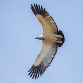 Vulture Viewing at De Hoop - De Hoop Collection - Xplorio™ Bredasdorp