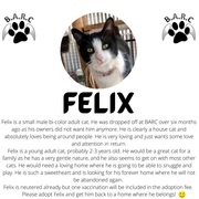 Ready for Adoption: Felix - Male Adult Cat