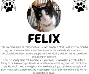Ready for Adoption: Felix - Male Adult Cat