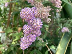 Lente by Beloftebos Farm Cottages