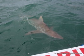 Daily Blog: 27 September 2021 | Shark Cage Diving in South Africa