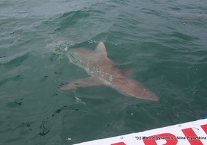 Daily Blog: 27 September 2021 | Shark Cage Diving in South Africa