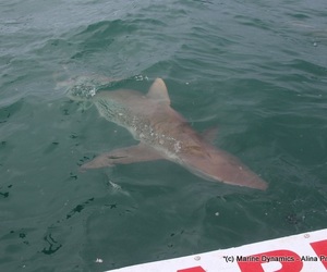 Daily Blog: 27 September 2021 | Shark Cage Diving in South Africa