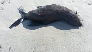 Concern Raised Over Skinny or Dead Seals